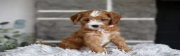 Cavapoo dogs for sale: Penny - Ad 6
