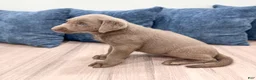 Labrador Retriever dogs for sale: Skye - Ad 5