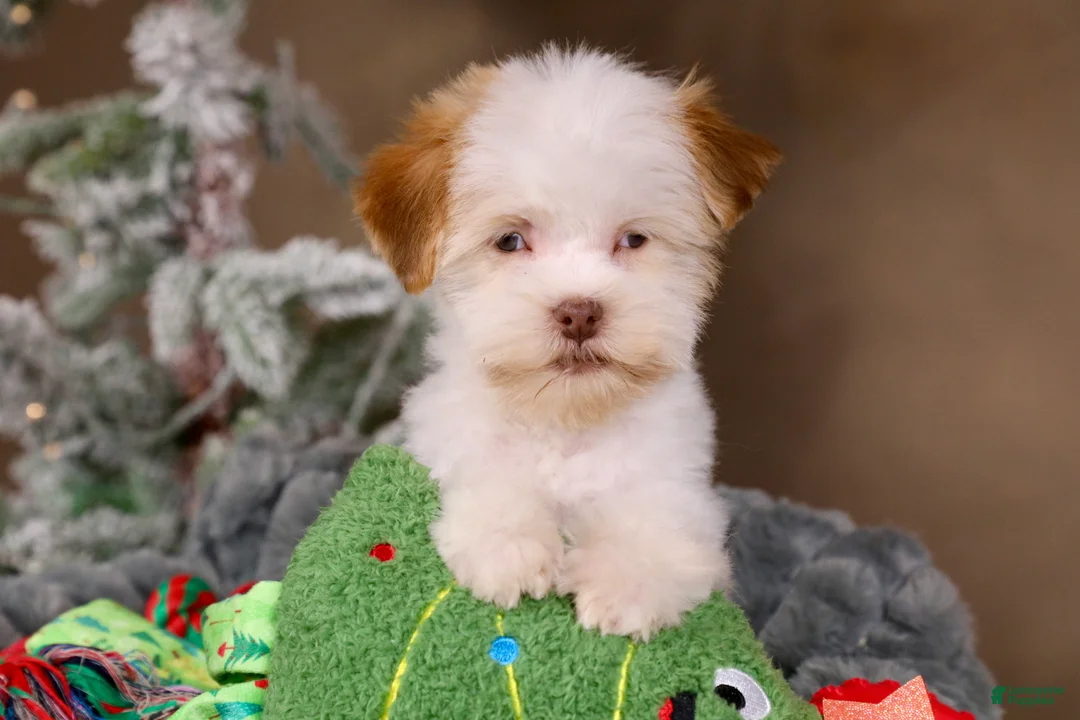Havanese dogs for sale: Eggnog - Ad 18