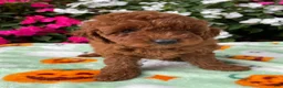 Toy Poodle dogs for sale: Rosie - Ad 3