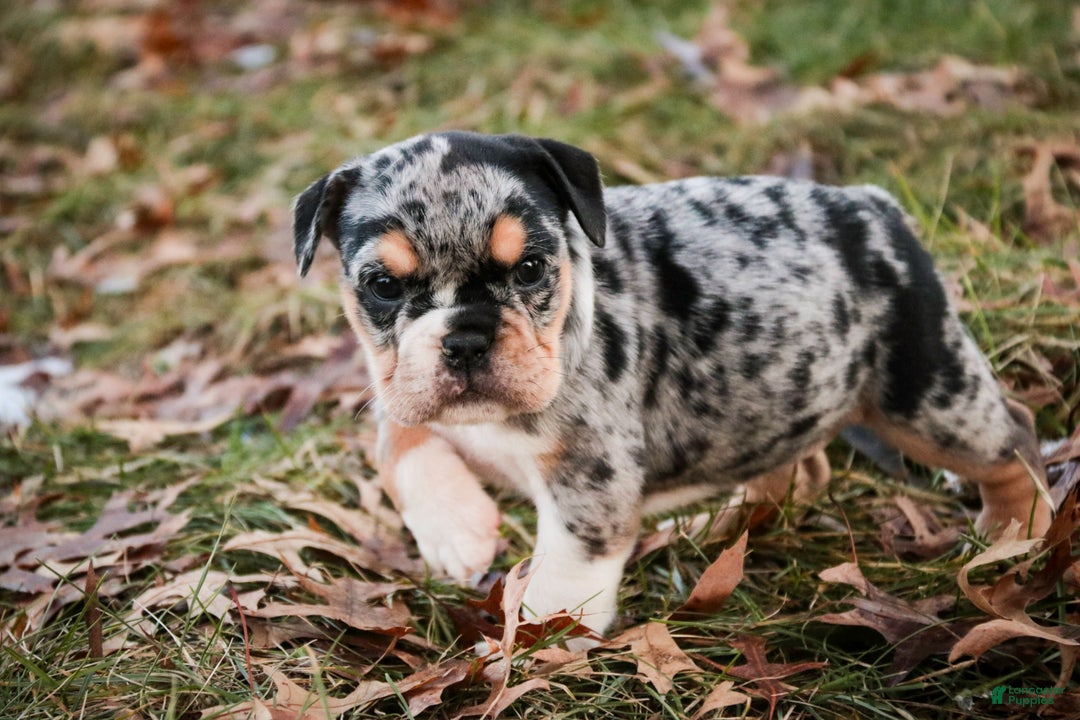 English Bulldog dogs for sale: Glitter - Ad 8