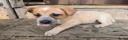 Australian Cattle Dog dogs for sale: Bandit - Ad 2