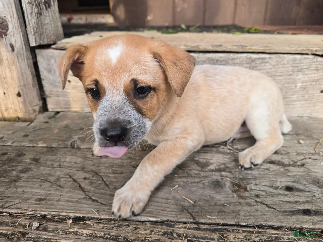 Australian Cattle Dog dogs for sale: Bandit - Ad 2