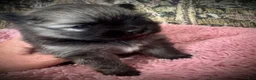 Pomeranian dogs for sale: Lara - Ad 3