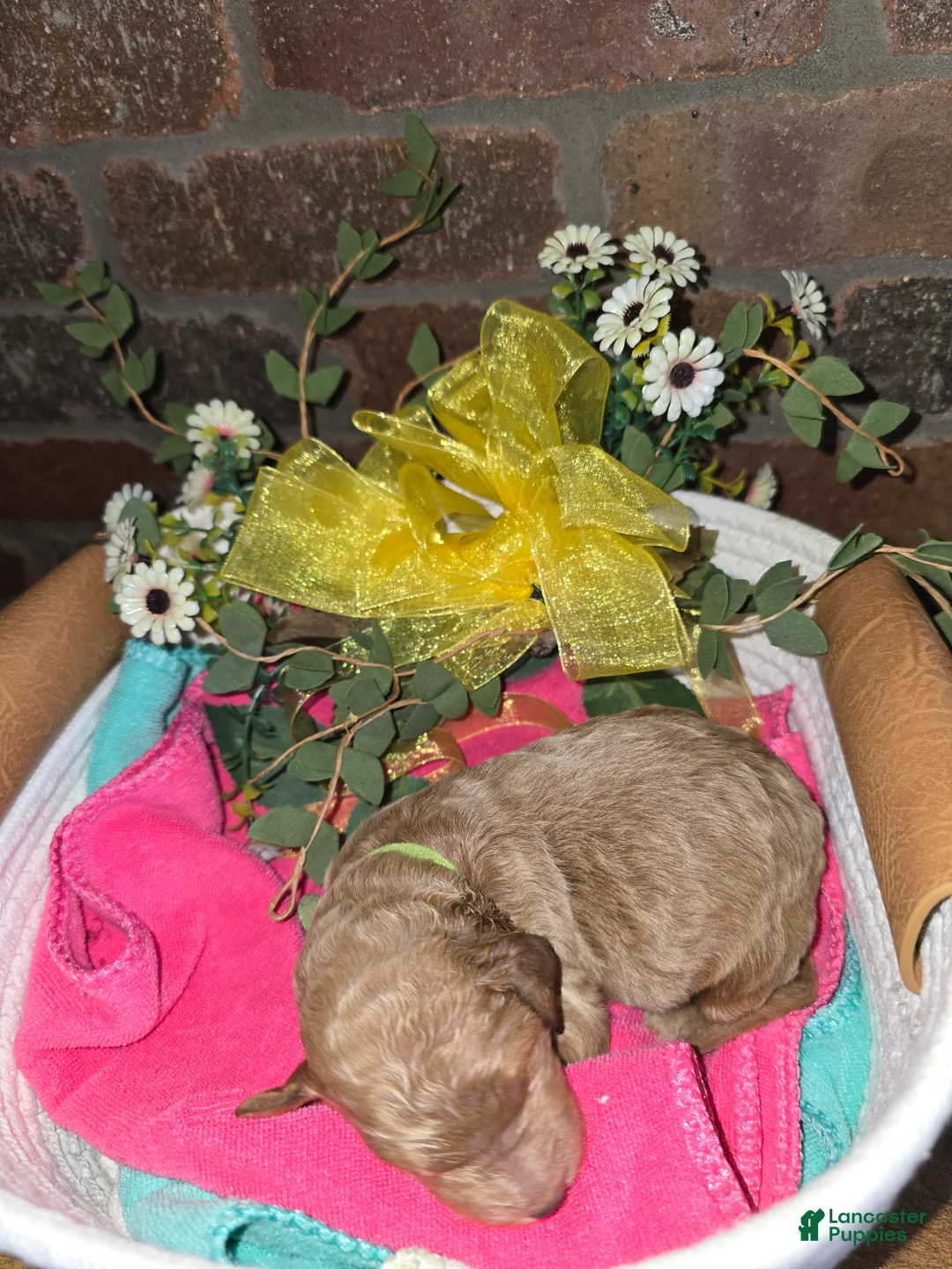 Goldendoodle dogs for sale: Goldendoodle Puppy 9 - Ad 2