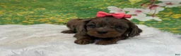 Cavapoo dogs for sale: Truffle - Ad 3