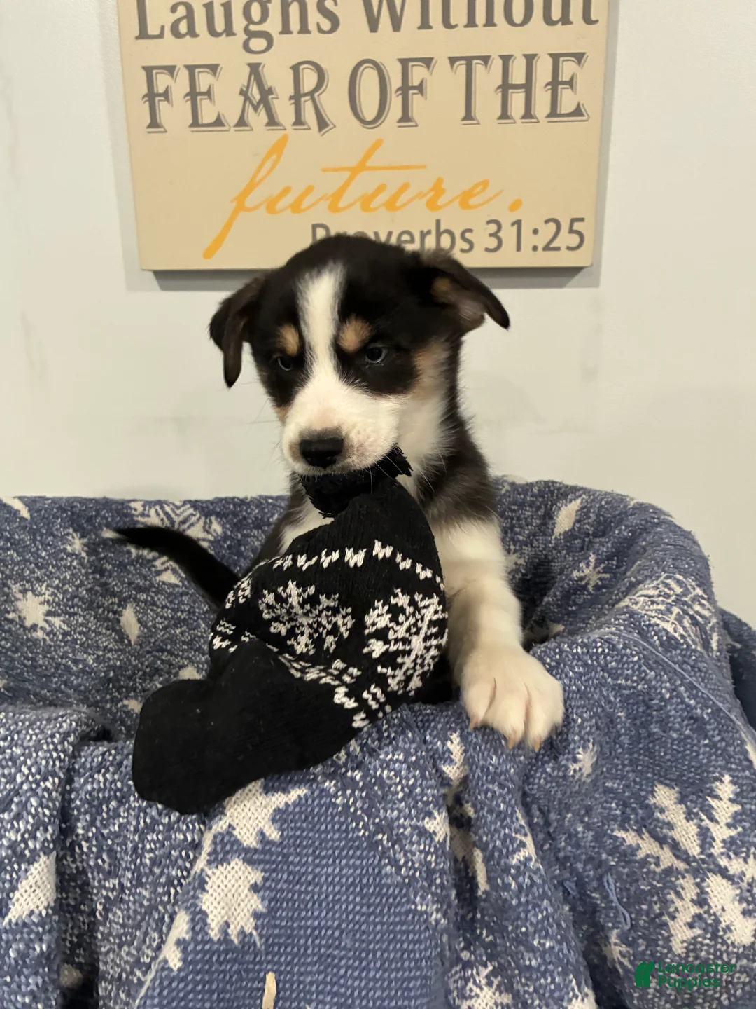 Mixed Breed dogs for sale: Mixed Breed Puppy 1 - Ad 7