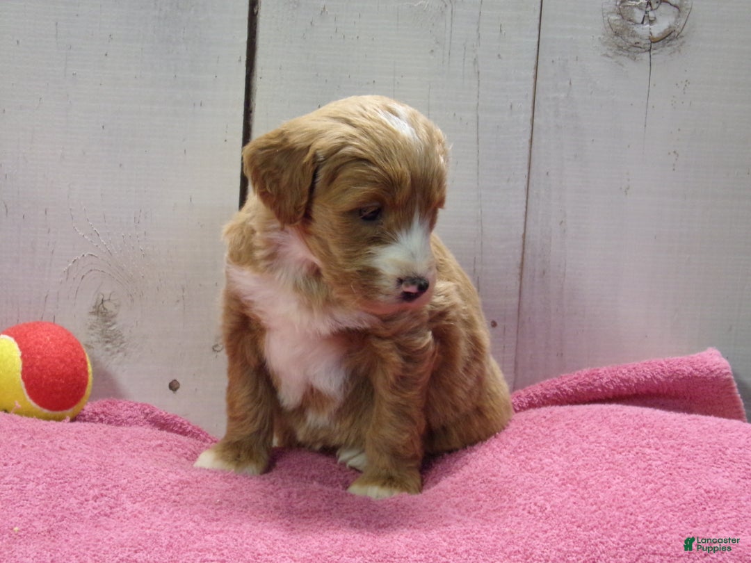 Goldendoodle dogs for sale: Holly - Ad 4