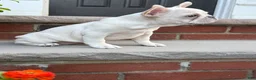 French Bulldog dogs for sale: French Bulldog 1 - Ad 3