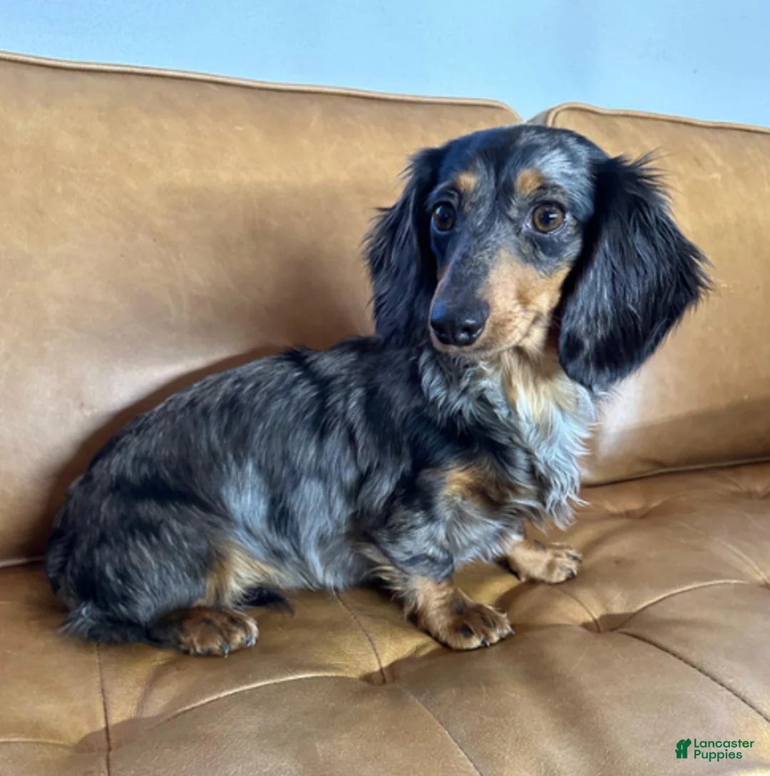 Dachshund dogs for sale: King - Ad 4