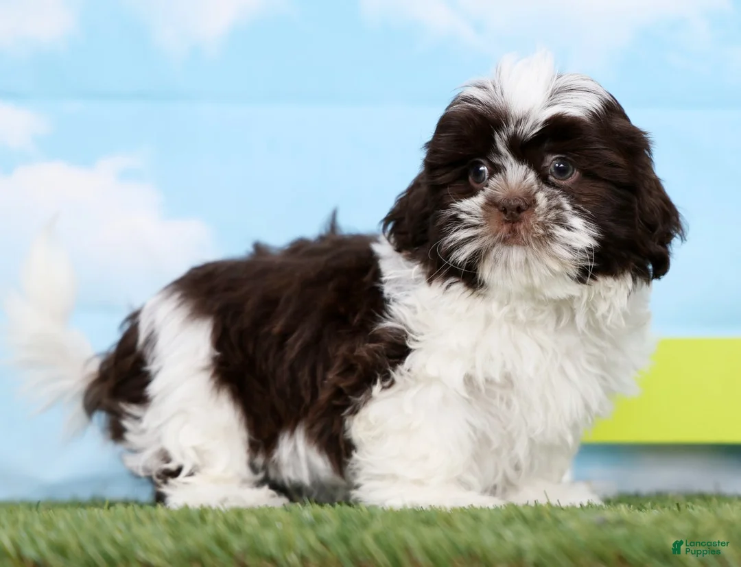 Shih Tzu dogs for sale: Salem - Ad 2