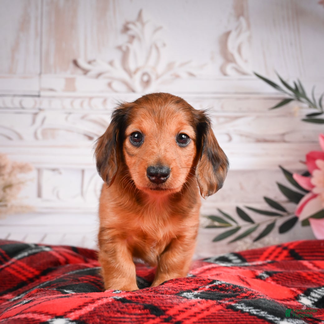 Miniature Dachshund dogs AKC-Elsa - Ad 2