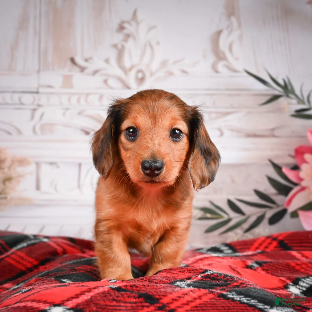 Miniature Dachshund dogs for sale: AKC-Elsa - Ad 2