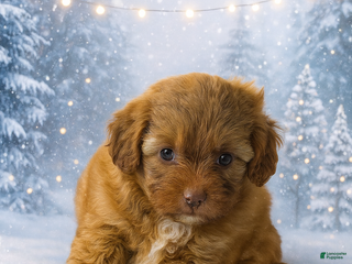 Shihpoo dogs Shihpoo litter of 1 puppies - Ad 41