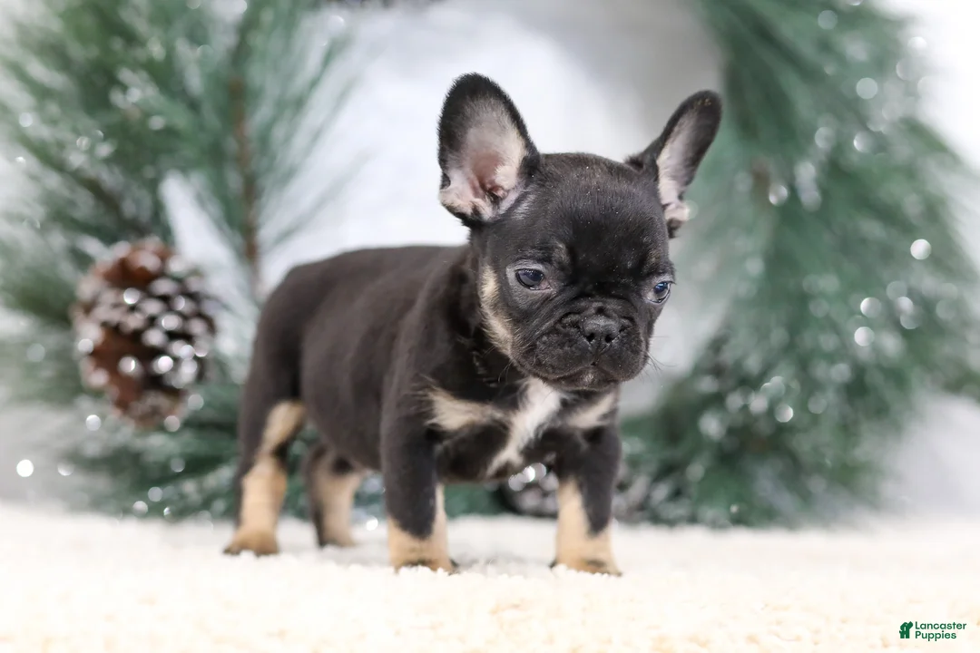French Bulldog dogs for sale: Ferdinand - Ad 7