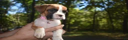 Boxer dogs for sale: ROSE BUD - Ad 7