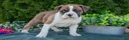 Boxer dogs for sale: Randy - Ad 3