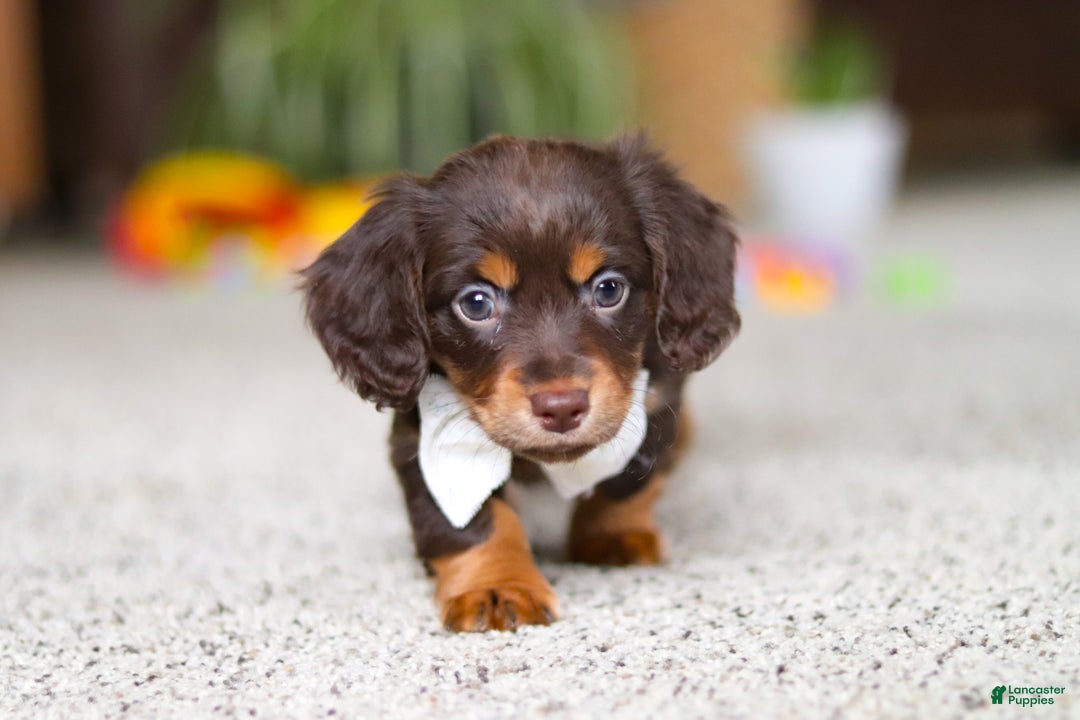Miniature Dachshund dogs for sale: Zoey - Ad 3