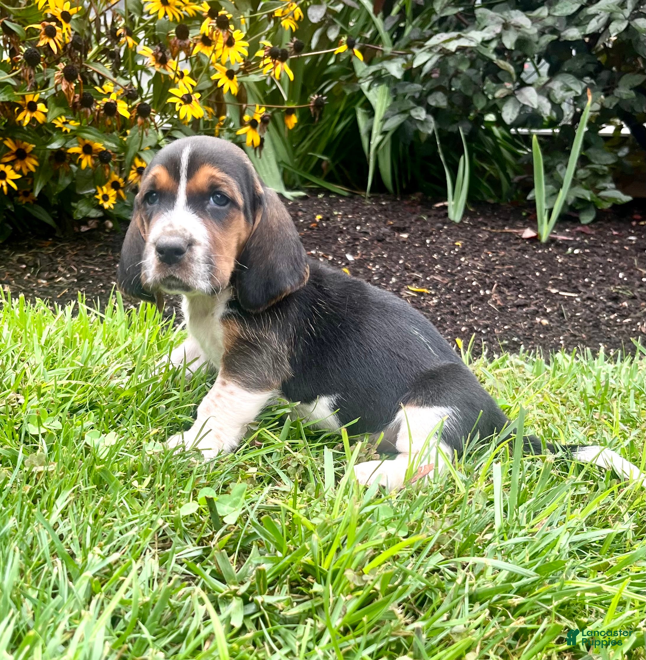Basset Hound dogs Bailey❤️AKC Registered - Ad 1