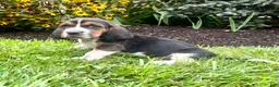 Basset Hound dogs for sale: Bailey❤️AKC Registered - Ad 1