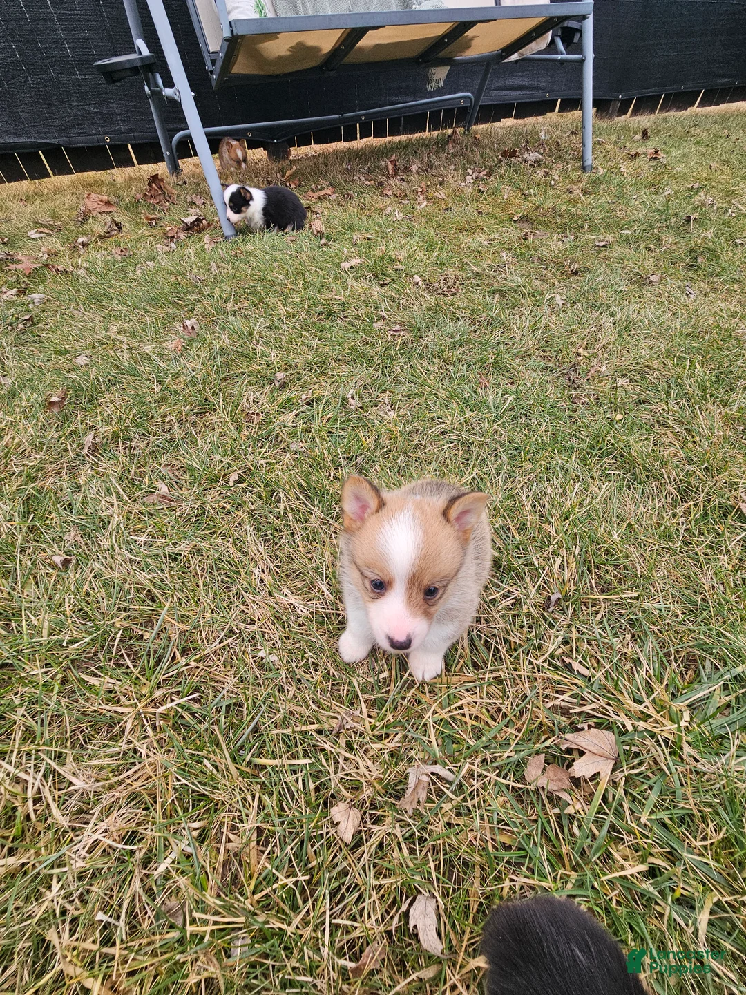 Mixed Breed dogs for sale: Rocko - Ad 6