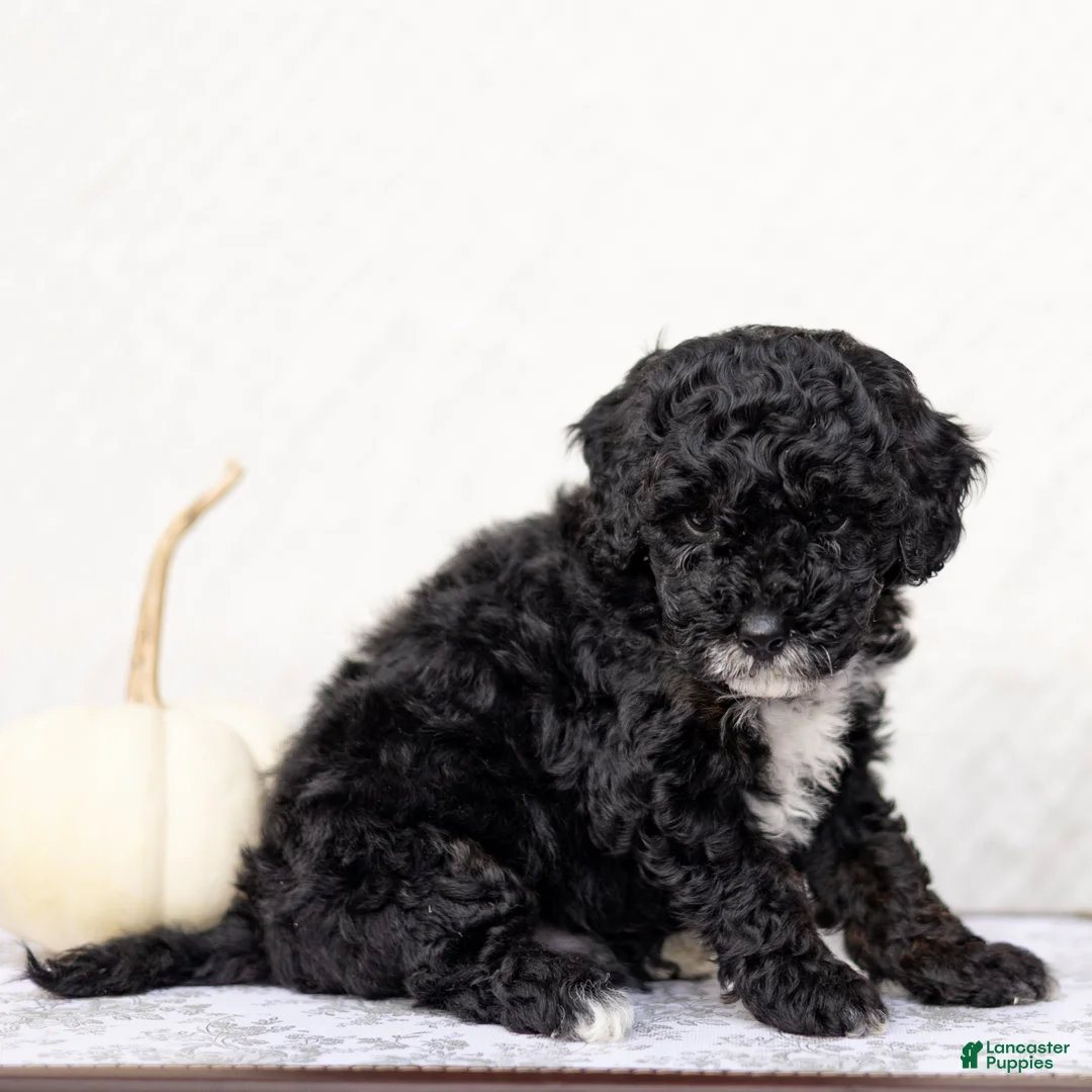 Mini Goldendoodle dogs for sale: Hamza - Ad 2