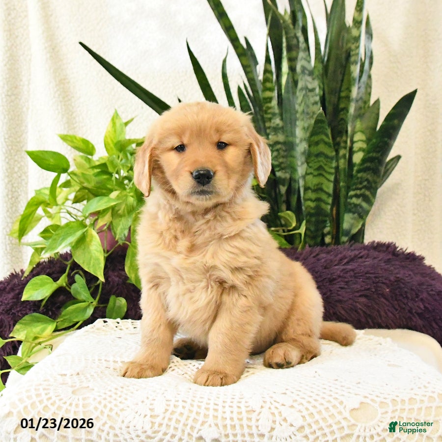 Golden Retriever dogs Toby - Ad 38