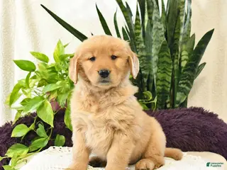 Golden Retriever dogs Toby - Ad 38
