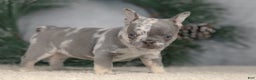 French Bulldog dogs for sale: Cindy - Ad 6