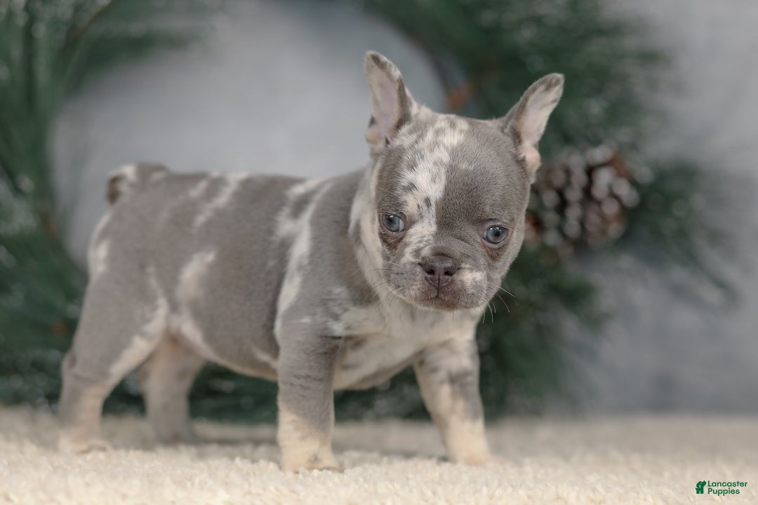 French Bulldog dogs for sale: Cindy - Ad 6