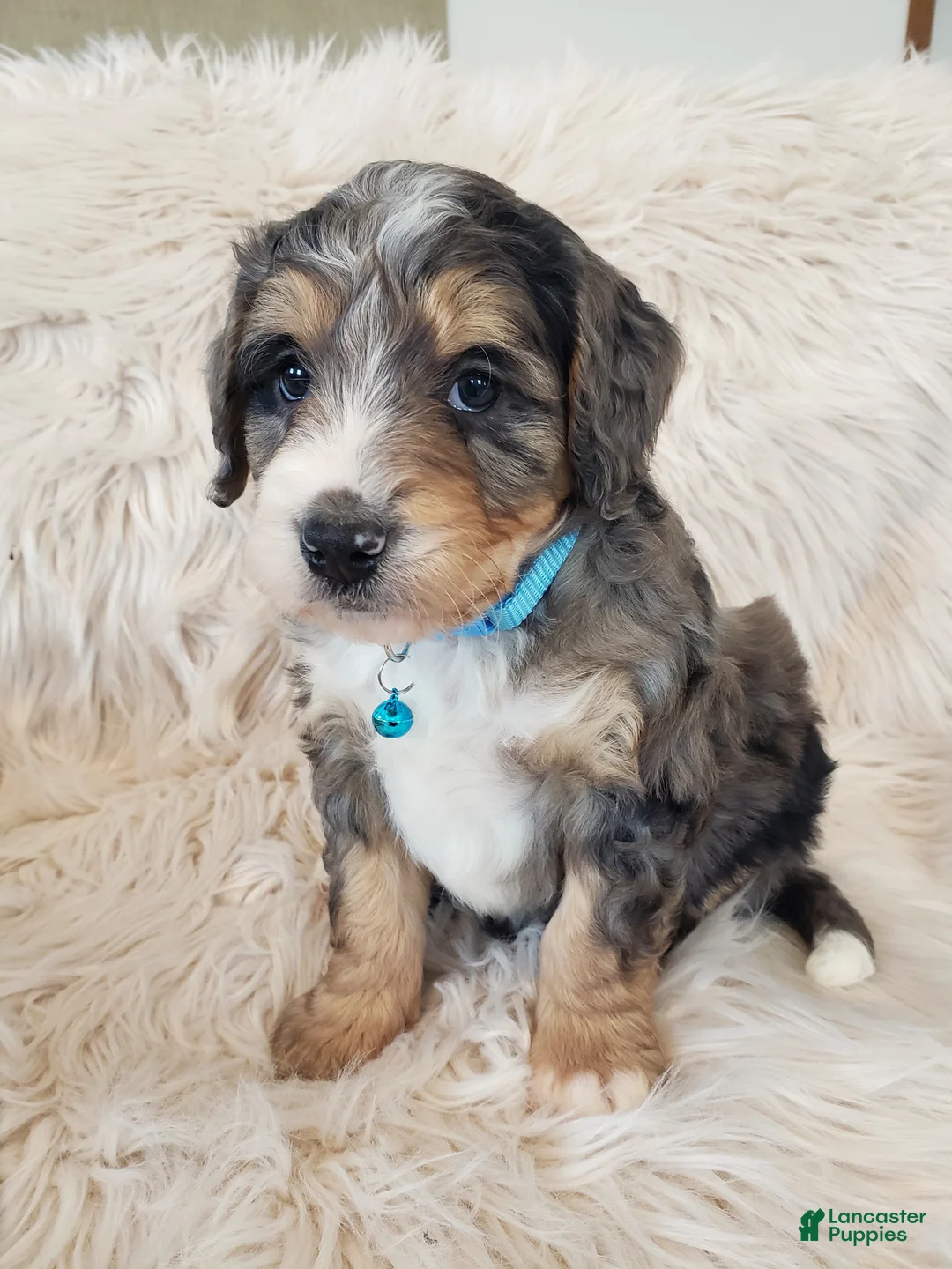 Mini Bernedoodle dogs for sale: Roscoe - Ad 6
