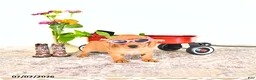 Miniature Dachshund dogs for sale: Candy - Ad 1