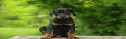 Doberman Pinscher dogs for sale:  Diesel (Black Rust)🐶🤎✨ - Ad 15