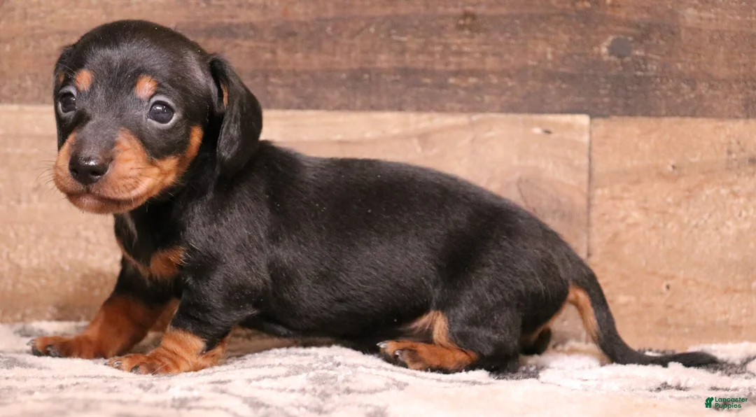Miniature Dachshund dogs for sale: Shaggy blue/tan smoothcoat male - Ad 2