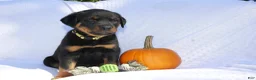 Rottweiler dogs for sale: Hank - Ad 3