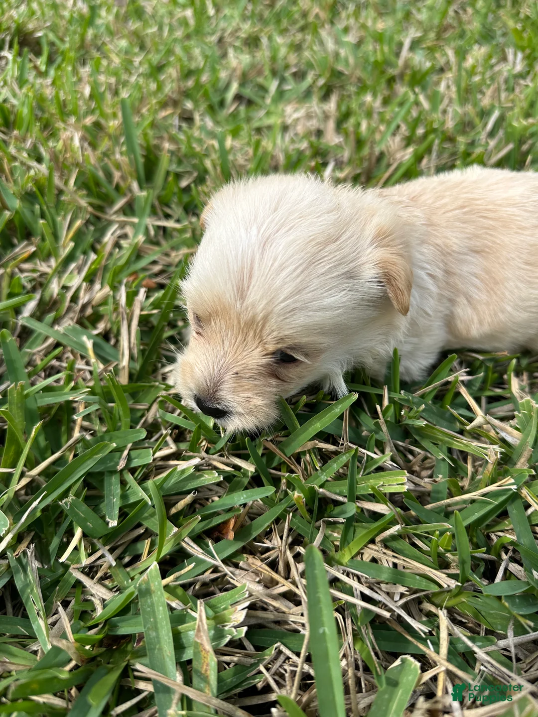 Mixed Breed dogs for sale: Goldenshire 1 - Ad 2