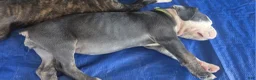 Olde English Bulldogge dogs for sale: Olde English Bulldogge blue girl - Ad 1