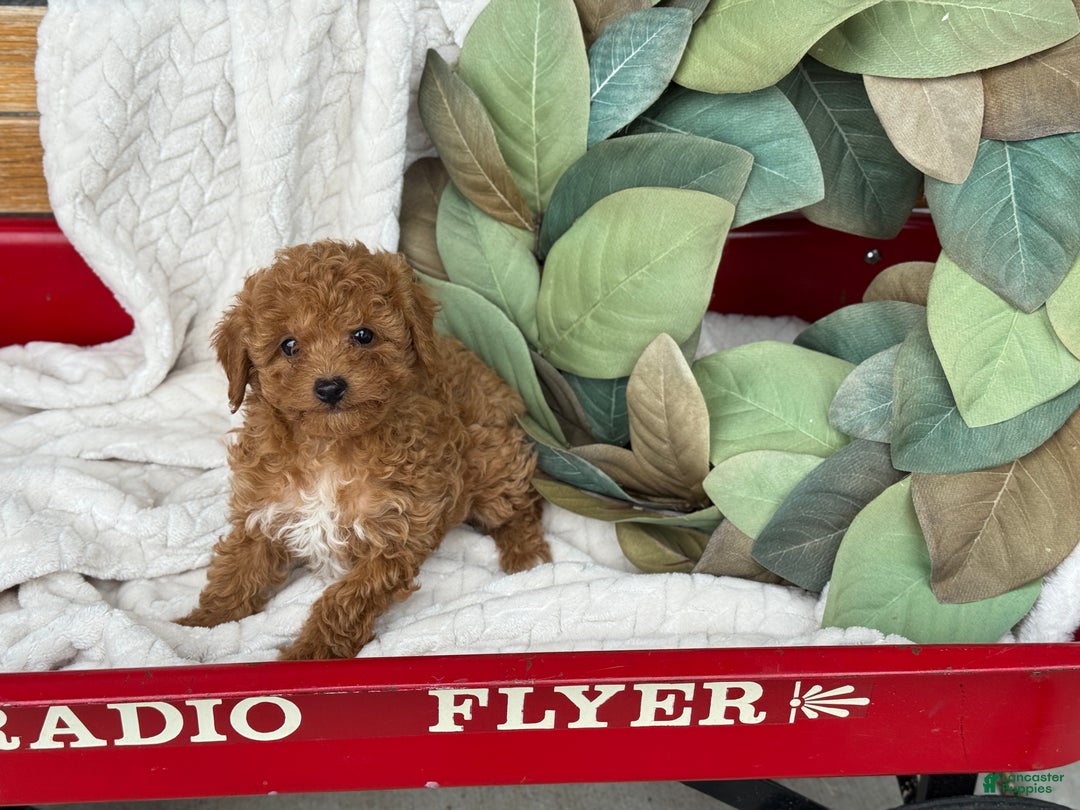 Toy Poodle dogs for sale: Kira - Ad 20