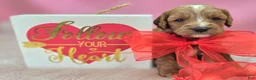 Cavapoo dogs for sale: Glacier - Ad 26