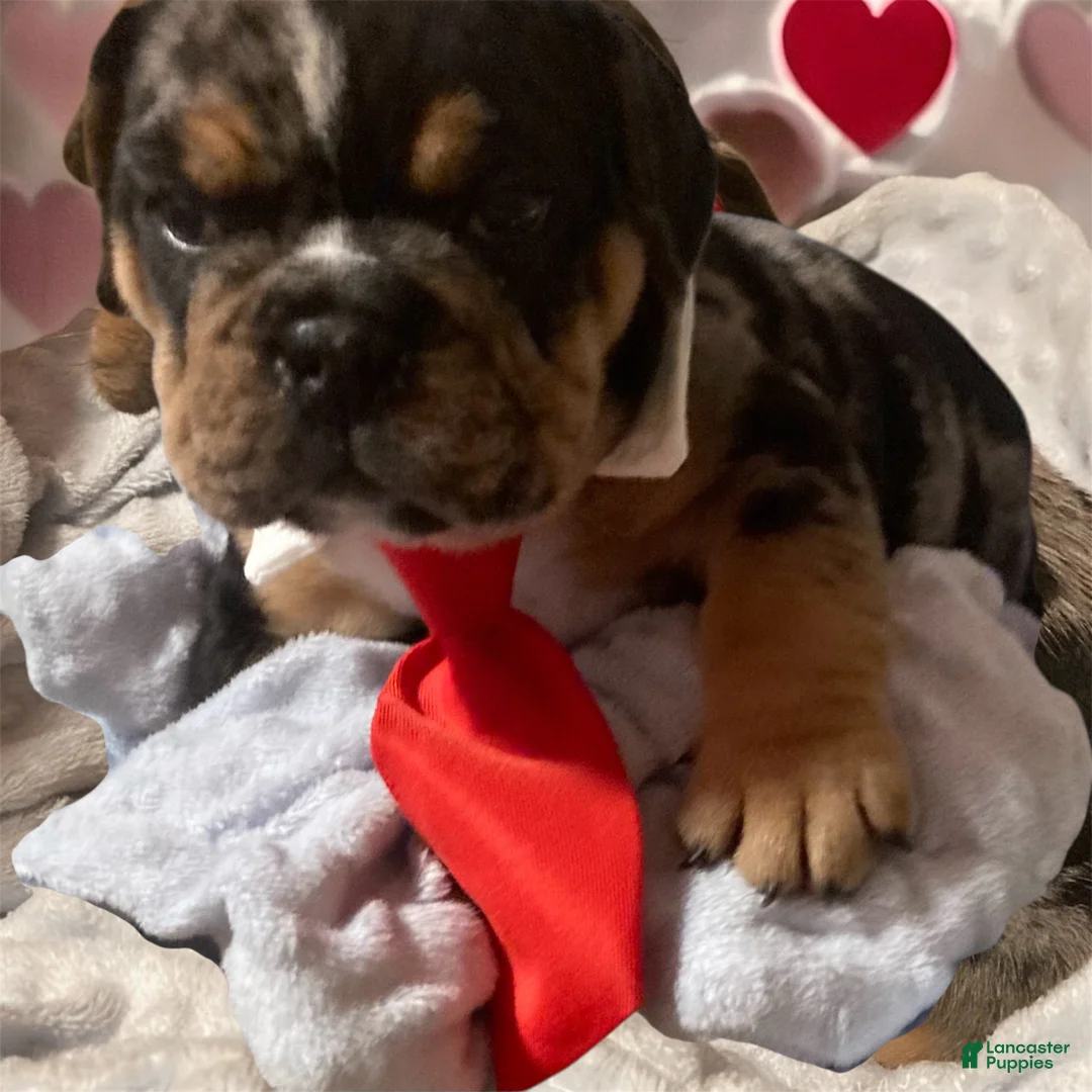 English Bulldog dogs for sale: Wilbur - Ad 2