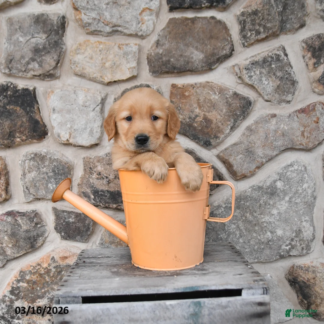 Golden Retriever dogs for sale: Max  - Ad 1