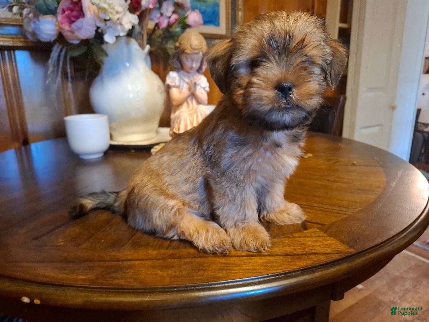 Shorkie dogs 🐾 Meet Little Michael — A Precious Shorkie Boy Looking for His Forever Family! 🐾 - Ad 2