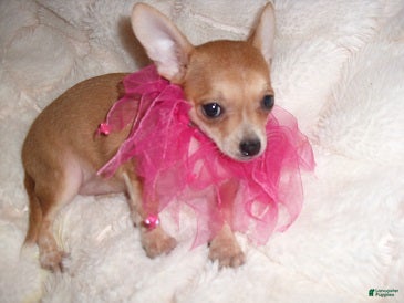Chihuahua dogs Chihuahua 5 - Ad 2