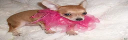 Chihuahua dogs for sale: Chihuahua 5 - Ad 2