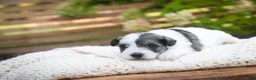 Miniature Schnauzer dogs for sale: Magnolia Miniature Schnauzer - Ad 7