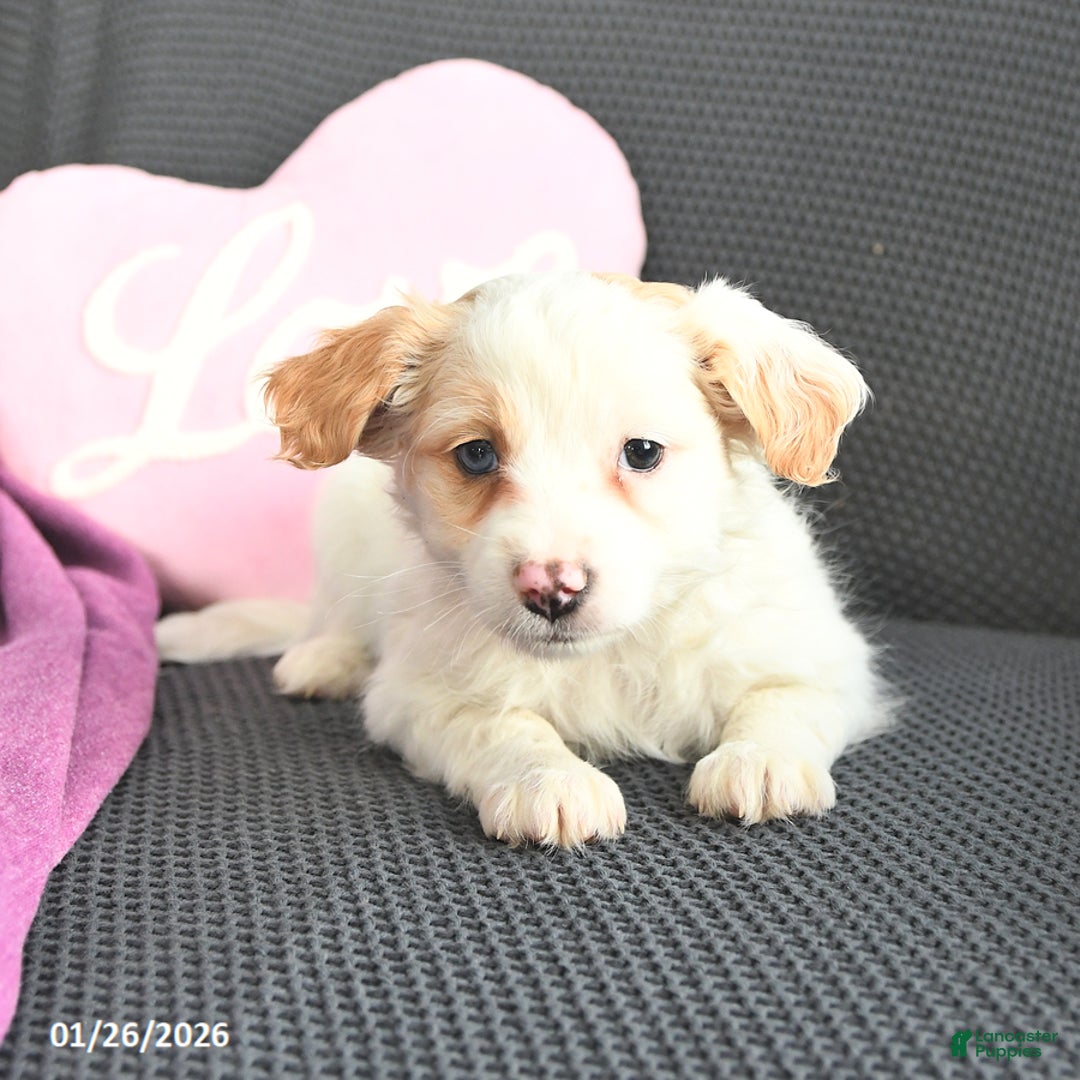 Mixed Breed dogs for sale: Jacob - Ad 3