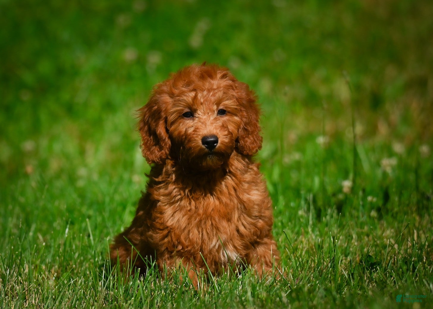 Mini Goldendoodle dogs Ivy - Ad 2