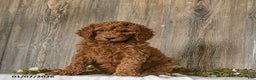 Goldendoodle dogs for sale: Eleanor - Ad 4