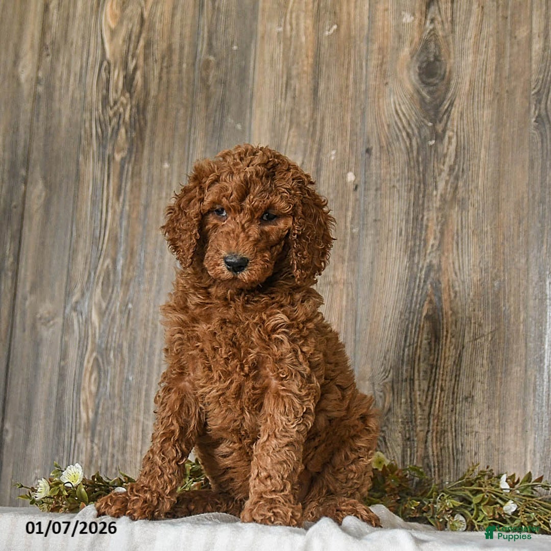 Goldendoodle dogs for sale: Eleanor - Ad 4