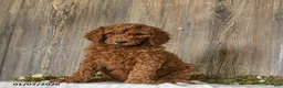 Goldendoodle dogs for sale: Eleanor - Ad 4